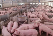 Mais caro que frango e boi, preço do porco tem alta de até 11,4% e perde competitividade, aponta USP